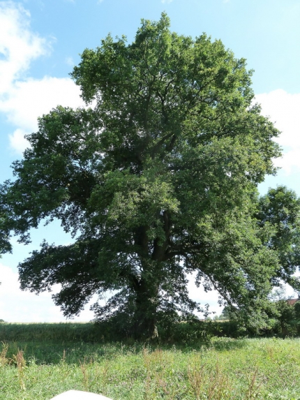 Bild 2 von Eiche am Ortsrand von Asseln